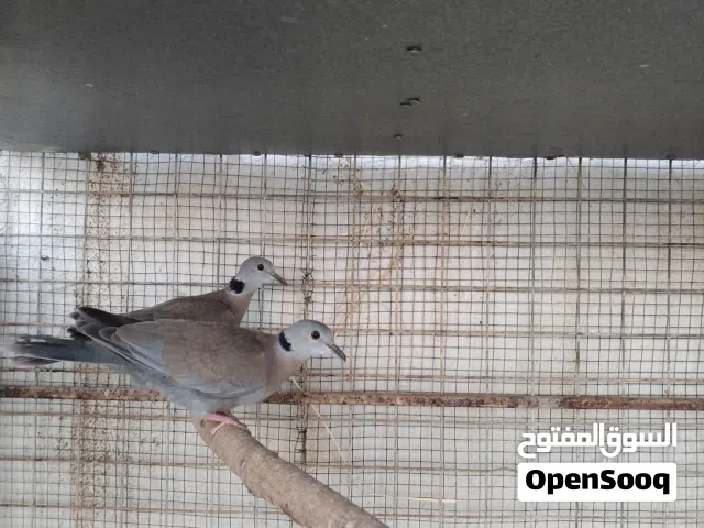 للبيع طبه دوف افريقي