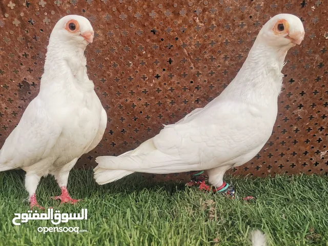 متاح جوز بولنديات بيض بالصلاة على النبي شغالات ومكفولات بإذن الله موجودات بالاشرافية بسعر حررق  الشر