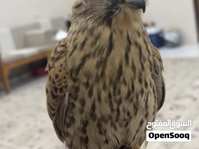 باشق للبيع ريشه زين جناحه زين صحته زينه