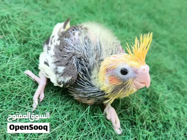 بيع فرع كوكتيل