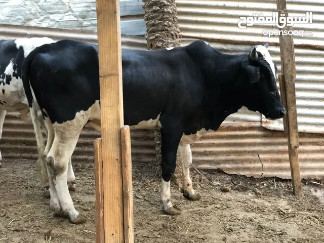 عجول سمان وحلوات