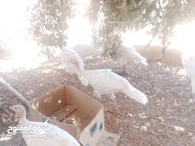 حبش صحه ونضافه بصلاة على