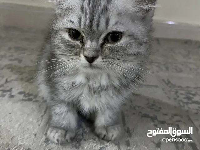 Kitten mixed breed very calm doesn’t meow allot unless stressed