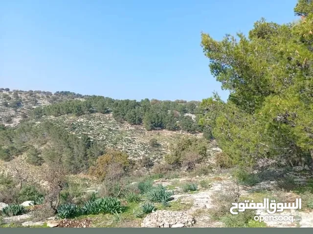 دجاج +صيصان