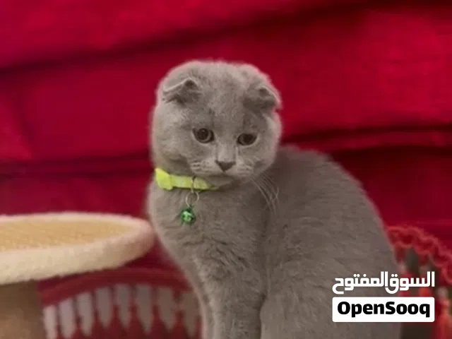 سكوتش فولد ذكر