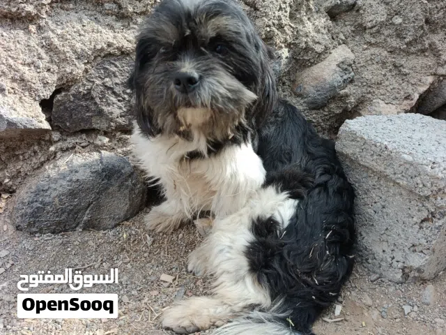 كلب اليف للبيع