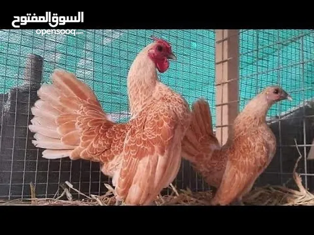 دجاج سبرايت الجميلة