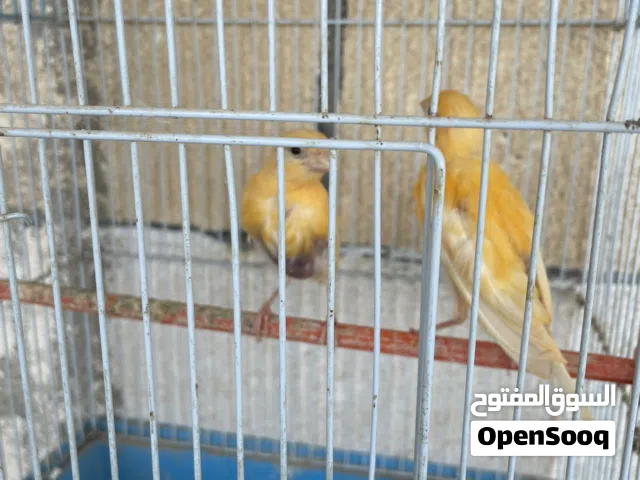 طيور للبيع