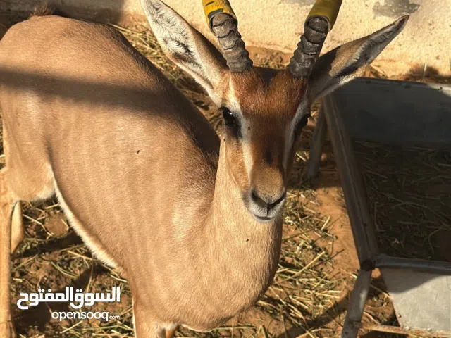 غزال ذكر دماني