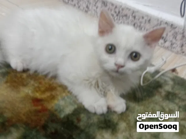 قطه شيرازي