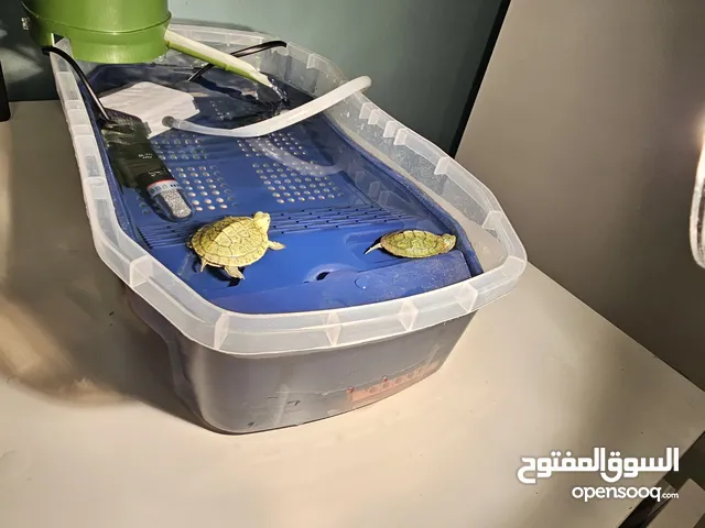سلحفاة 2 ...