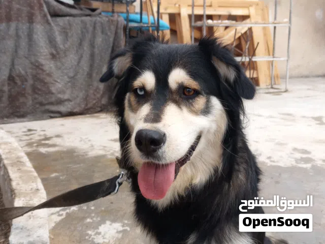 كلب هسكي 3 سنين للبيع