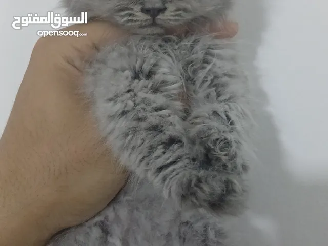 قطط بريتش لونق هير للبيع الألوان مختلف القطط لعوبين وفي ذكور واناث