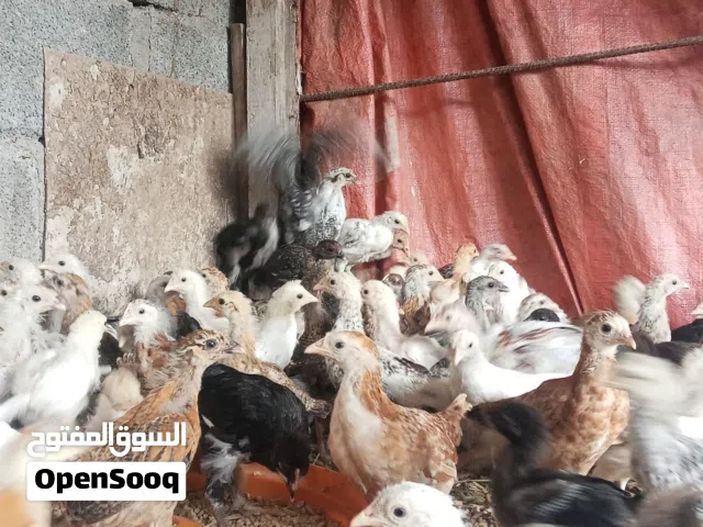 Chickens In Al Batinah