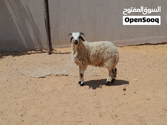 خروف وطني الله يبارك عمره ف7شهور سليم من العيوب ..