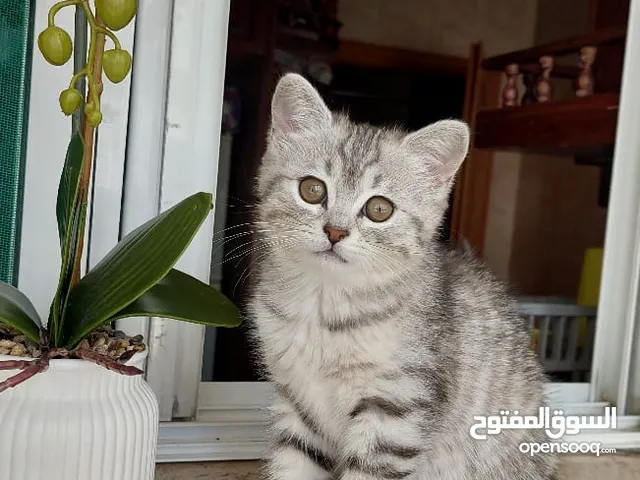 قطط صغيرة للبيع