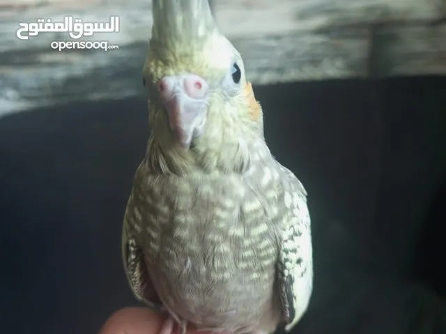 فحل كوكتيل أليف صلاة النبي