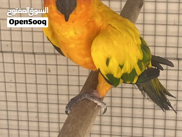 للبيع اقراء الاعلان