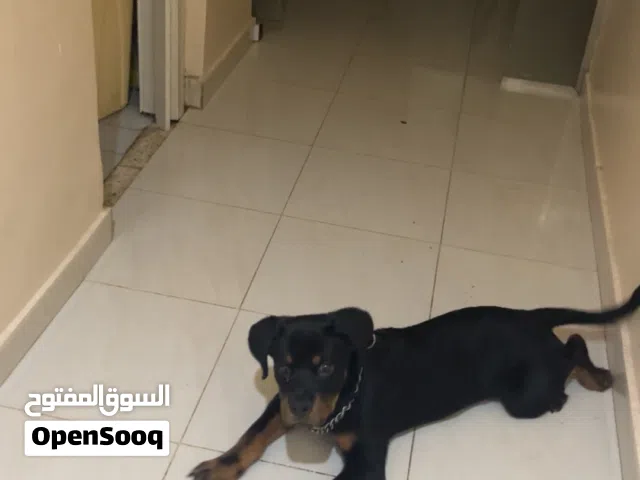 كلب روت وايلر للبيع