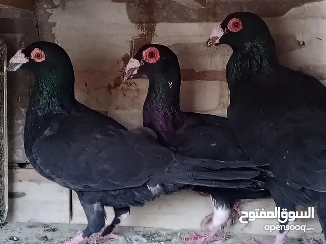 حمام كوم للبيع