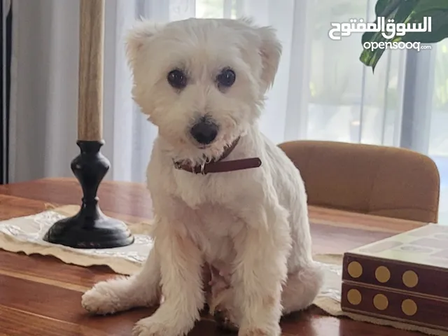 كلبة العمر سنة و نص اليفة حجم صغير بصحة ممتازة