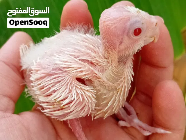 طرف كوكتيل ألبينو