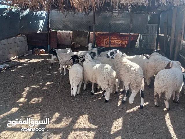 خروف انضيف لبيع