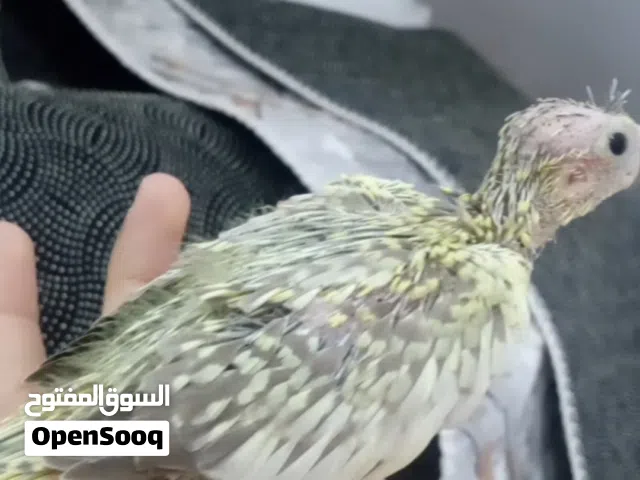 كوكتيل صغار