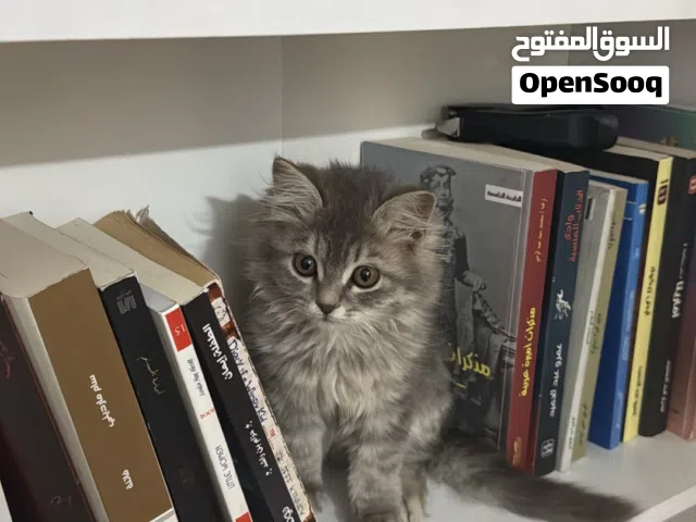 قط شيرازي / صغيره للبيع