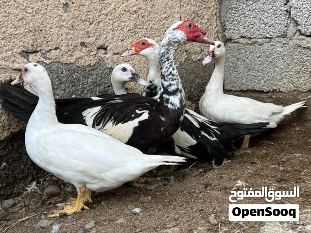 بط مصري العدد10 حبه