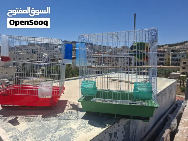 عصفور ببغاء بحال جيدة البيع كامل