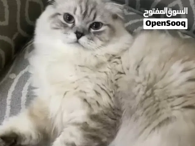 قط شيرازي سكوتش فولد جمال ملكي خاص