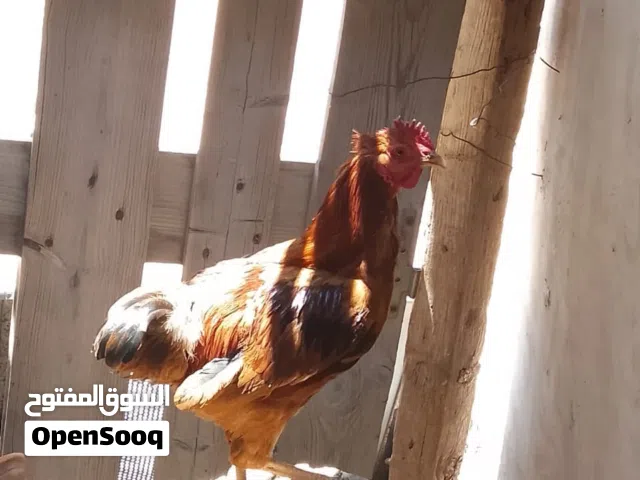 ديك رود الأمريكي للبيع