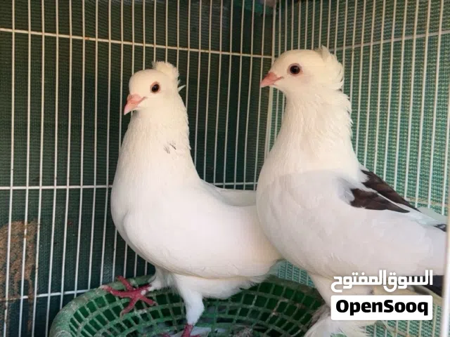 حمام زينه شوف الوصف