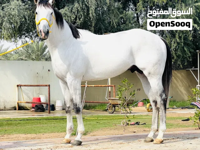 للبيع فحل  أمريكي  عمر  7 سنوات  رقم للتواصل