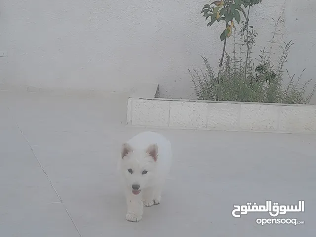 كلب هاسكي ابيض اللون ذكر
