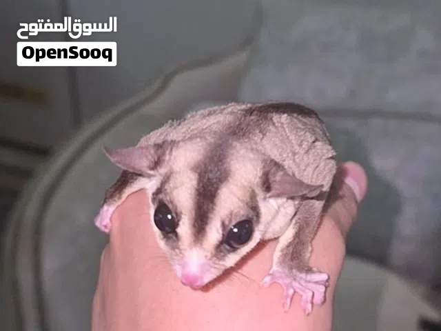 سنجاب مع كل اغراضو للبيع