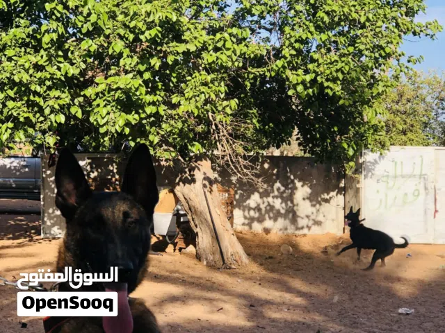 كلب مالينوا.كلب العمر.سنتين