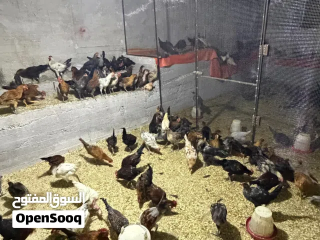 ديوك بلدية