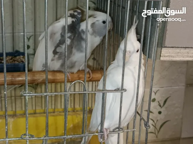 جوز كوكتيل ذكر بايد الانثي البينو عين حمرة