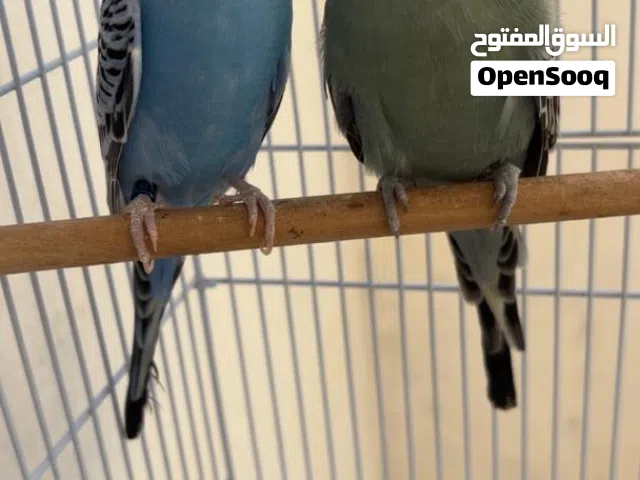 كوبية بقوليني لمبر ون