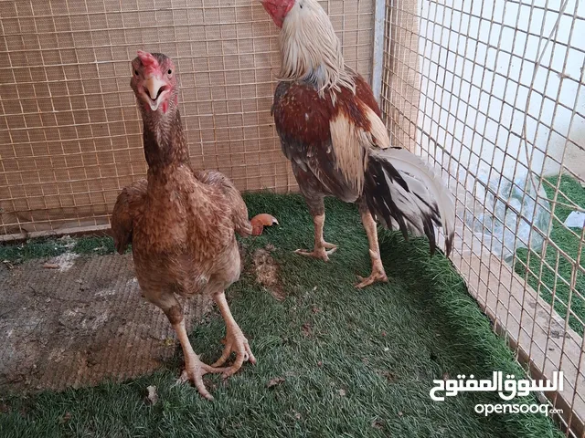 ديك باكستاني مل ميدان اصل ومعه الديايه النوع جاوء