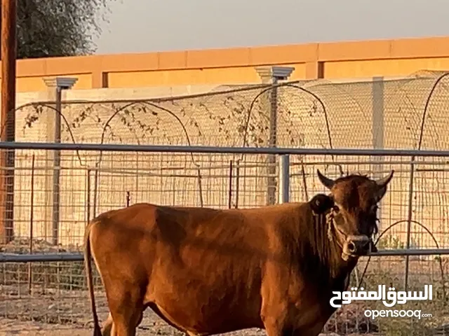 ثور محلي للبيع