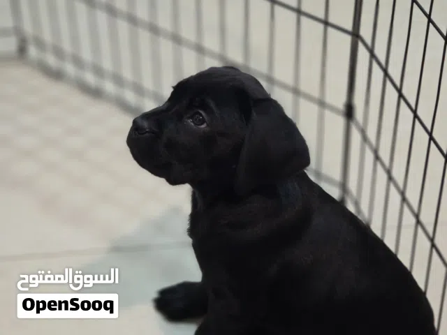 labrador male and female 59 days with pedigree..with passport , microchip vaccination...