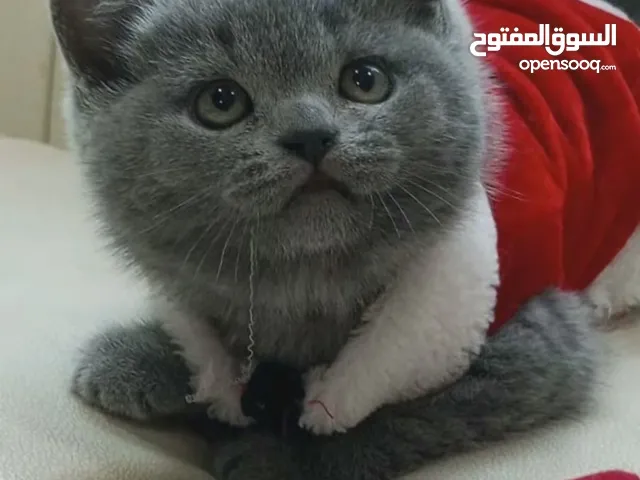 قطط مميزة للبيع