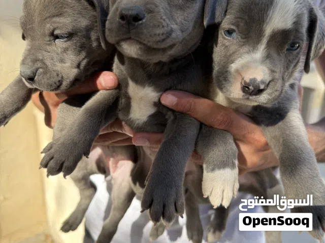 بيتبول مواصفات عاليه