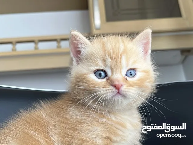 ( الام سيامي والاب سكوتش ) 4 قطط بعمر ال60 يوم
