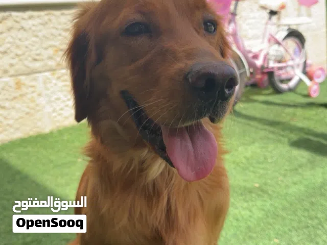 كلاب عمر 3 شهور لعوب او مدرب و يسمع الكلام