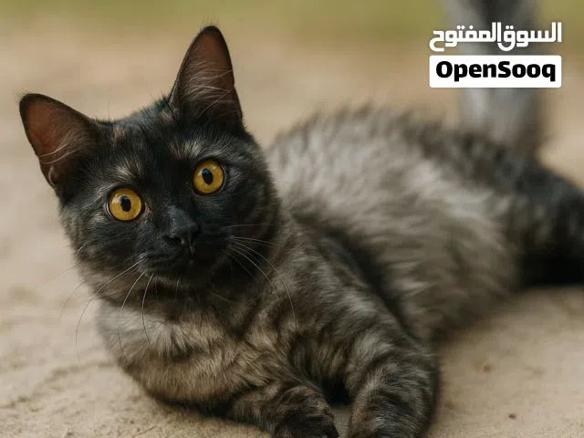 قطط سكوتش للبيع