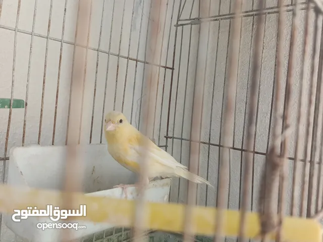 طائر الكناري
